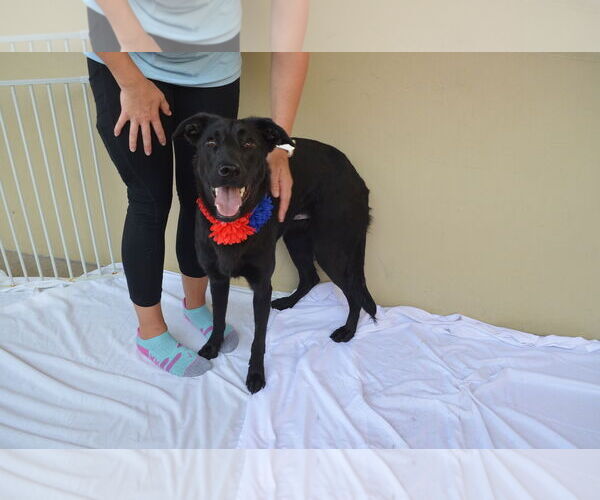Medium Photo #3 Labrador Retriever-Unknown Mix Puppy For Sale in McKinney, TX, USA