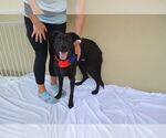 Small #2 Labrador Retriever Mix