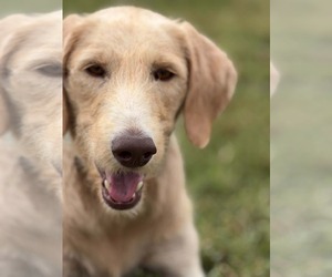 Labradoodle Dogs for adoption in Arlington, VA, USA