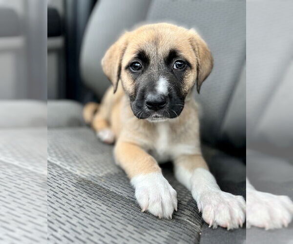 Medium Photo #3 Great Pyrenees-Unknown Mix Puppy For Sale in Evansville, IN, USA