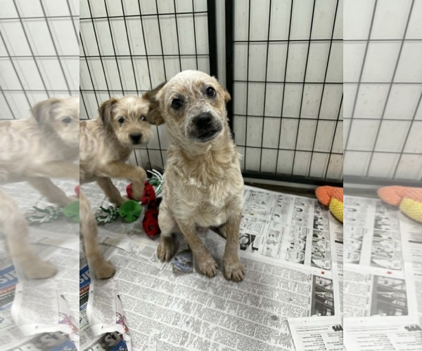 Medium Photo #1 Poodle (Miniature)-Red Heeler Mix Puppy For Sale in Mukwonago, WI, USA