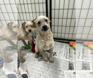 Poodle (Miniature)-Red Heeler Mix Dogs for adoption in Mukwonago, WI, USA