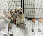 Small Poodle (Miniature)-Red Heeler Mix