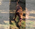 Small Labrador Retriever Mix