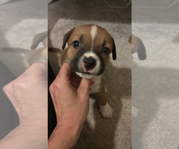 Medium Photo #5 Toy Rat Doxie Puppy For Sale in Holly Springs, NC, USA