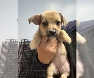 Mutt Dogs for adoption in Gilberts, IL, USA