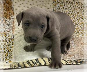 American Pit Bull Terrier-German Shepherd Dog Mix Dogs for adoption in HESPERIA, CA, USA