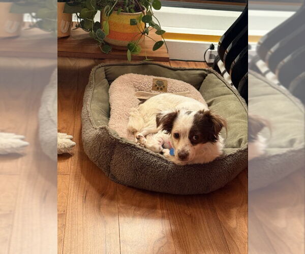 Medium Photo #4 Chihuahua-Spaniel Mix Puppy For Sale in San Francisco, CA, USA