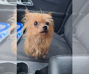 Mutt Dogs for adoption in Mukwonago, WI, USA