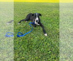 Small Photo #2 Great Dane Puppy For Sale in Bullard, TX, USA