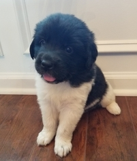 Newfoundland Puppy for sale in FAYETTEVILLE, NC, USA