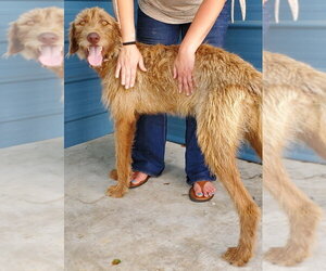 Irish Wolfhound-Unknown Mix Dogs for adoption in Elmsford, NY, USA
