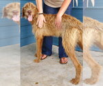 Small Irish Wolfhound Mix