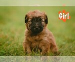 Puppy Sassy Soft Coated Wheaten Terrier