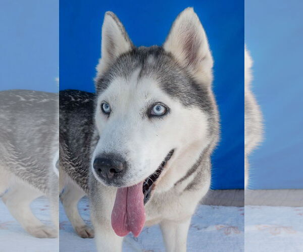 Medium Photo #1 Siberian Husky Puppy For Sale in Pasadena, CA, USA