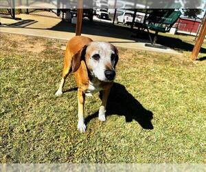 Redbone Coonhound-Unknown Mix Dogs for adoption in Grovetown, GA, USA