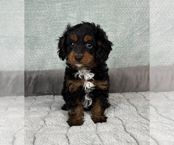 Medium Photo #8 Cavapoo Puppy For Sale in FRANKLIN, IN, USA