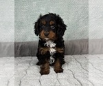 Small #7 Cavapoo