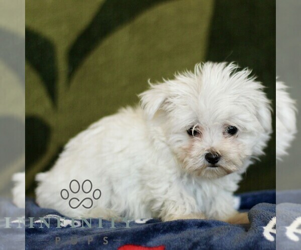 Medium Photo #3 Maltese Puppy For Sale in BIRD IN HAND, PA, USA