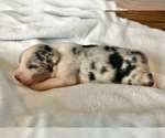 Small Photo #1 Australian Shepherd Puppy For Sale in LODA, IL, USA