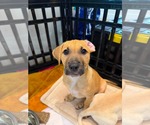 Small Mutt