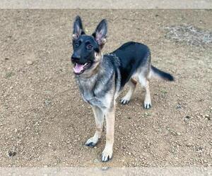 German Shepherd Dog Puppy for sale in DALLAS, TX, USA