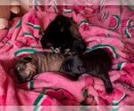 Small Photo #6 Schnauzer (Miniature) Puppy For Sale in LEHIGH ACRES, FL, USA