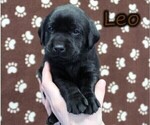 Puppy Leo Labrador Retriever