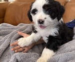 Small Photo #12 Bernedoodle-French Bulldog Mix Puppy For Sale in EL DORADO HILLS, CA, USA