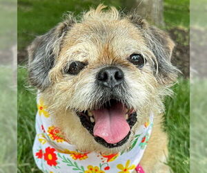 Shih Tzu-Unknown Mix Dogs for adoption in Arlington, VA, USA