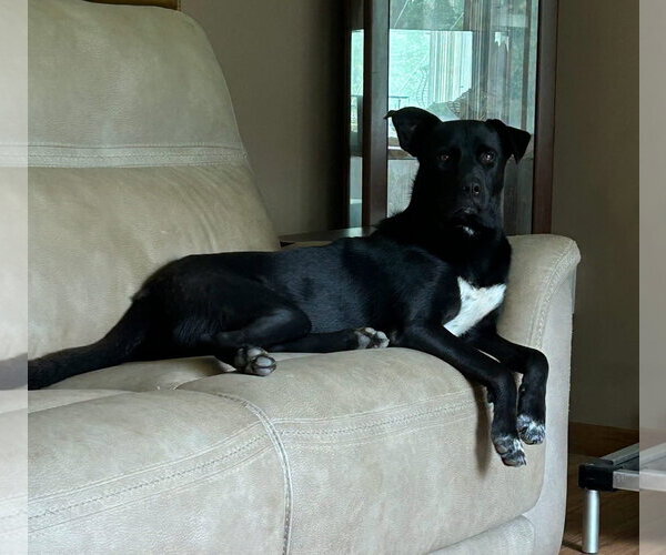 Medium Photo #1 Mutt Puppy For Sale in Walnutport, PA, USA