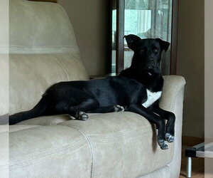 Mutt Dogs for adoption in Walnutport, PA, USA