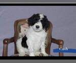 Small Photo #1 Poodle (Standard) Puppy For Sale in MC KINNEY, TX, USA