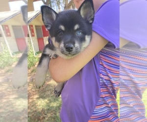 Alaskan Klee Kai Puppy for sale in GLENDALE, AZ, USA