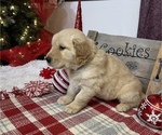 Small Photo #7 Golden Retriever Puppy For Sale in SMITHVILLE, TX, USA