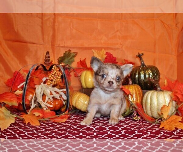 Medium Photo #1 Chihuahua Puppy For Sale in CHARLESTON, AR, USA