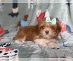 Small #4 Lhasa Apso