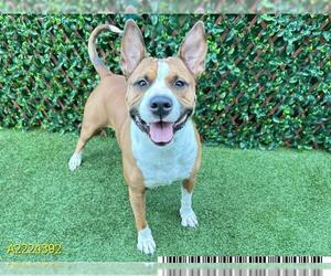 American Pit Bull Terrier Dogs for adoption in West Palm Beach, FL, USA
