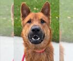 Small #2 Chow Chow Mix