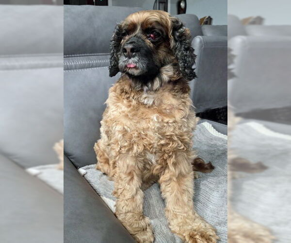Medium Photo #2 Cocker Spaniel Puppy For Sale in Arlington, VA, USA