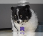 Small Photo #5 Pomeranian Puppy For Sale in COMMERCE, CA, USA