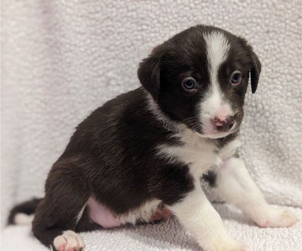 Medium Photo #2 Border Collie Puppy For Sale in HARRISON, ID, USA