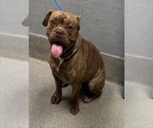 Medium American Pit Bull Terrier Mix