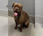 Small American Pit Bull Terrier Mix