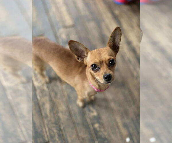 Medium Photo #1 Chihuahua-Unknown Mix Puppy For Sale in New London, WI, USA