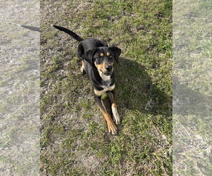 Labrottie Dogs for adoption in McKinney, TX, USA