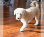 Small Photo #4 Maltese Puppy For Sale in Brooklyn Center, MN, USA