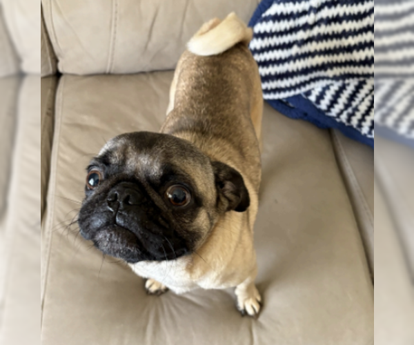 Medium Photo #2 Pug Puppy For Sale in Coralville, IA, USA