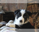 Puppy 4 Australian Cattle Dog-Border Collie Mix