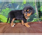 Small Photo #6 Golden Mountain Dog Puppy For Sale in BLACK FOREST, CO, USA